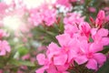 Branch of pink oleander flowers Oleander Nerium. Blooming tree on sunny day. Selective focus Royalty Free Stock Photo