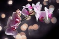 Branch of Pink orchid with flowers against boken background Royalty Free Stock Photo