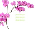 Branch pink orchid on white background with sample text Royalty Free Stock Photo