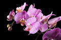 Branch of pink phalaenopsis or Moth orchid from isolated on black background Royalty Free Stock Photo