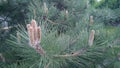 A branch of pink pine_tree blossoms Royalty Free Stock Photo