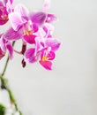 Branch of pink and purple orchid flowers Royalty Free Stock Photo