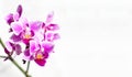 Branch of pink and purple orchid flowers on white with copy space Royalty Free Stock Photo