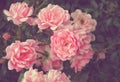 Branch of pink rose with vintage style