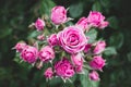 Branch with pink rosebuds against the dark green background