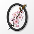 Branch of pink sakura cherry flowers in frame Royalty Free Stock Photo