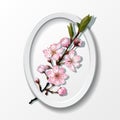 Branch of pink sakura cherry flowers in frame Royalty Free Stock Photo