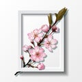 Branch of pink sakura cherry flowers in frame Royalty Free Stock Photo