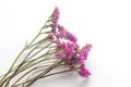 A branch of pink small flowers on a white background. Image of dried flowers. Romantic flowers. Perezia limonium. Kermek. Statica