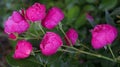 Branch of pink tea roses with raindrops. Royalty Free Stock Photo