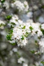 Branch with pink white blossom and green leaves Royalty Free Stock Photo