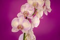 Branch of pinkish white orchids Royalty Free Stock Photo