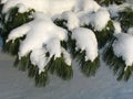 Branch of Pinus sibirica covered under the Snow