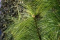 Branch of Pinus wallichiana also known as Himalayan pine or Bhutan pine in a garden.