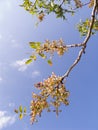 Branch of a pistachio tree Royalty Free Stock Photo