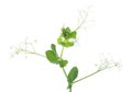 Branch of Pisum Sativum Pea with flowers isolated on white background. Selective focus