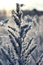 Branch plant covered with snow winter macro