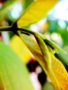 Great bud and new born bud branch of a plant Royalty Free Stock Photo