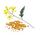 Branch plant and seeds of mustard spice.  Mustard set  isolated on white background.  Watercolor illustration Royalty Free Stock Photo