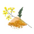 Branch plant and seeds of mustard spice.  Mustard set  isolated on white background.  Watercolor  illustration Royalty Free Stock Photo