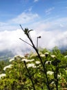 a branch of a plant on the slopes of the mountains