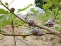 Branch in plastic,Tree graft is agricultural technique Royalty Free Stock Photo