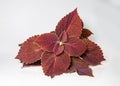 A Branch of Plectranthus scutellarioides, coleus or Miyana or Miana leaves or Coleus Scutellaricides, is a species of flowering Royalty Free Stock Photo