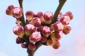 Branch of plenty of apricot buds. Apricot tree flower