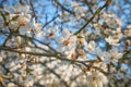 A branch of plum blossoms, white flowers in spring, the plum tree in bloom Royalty Free Stock Photo