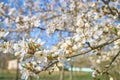 A branch of plum blossoms, white flowers in spring, the plum tree in bloom Royalty Free Stock Photo