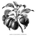 Branch of plum botanical vintage illustration isolated on white Royalty Free Stock Photo