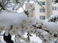 The branch of plum covered with snow near building Royalty Free Stock Photo