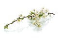 Branch with plum flowers isolated on a white background Royalty Free Stock Photo