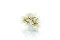 Branch with plum flowers isolated on a white background Royalty Free Stock Photo