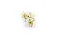 Branch with plum flowers isolated on a white background Royalty Free Stock Photo