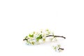 Branch with plum flowers isolated on a white background Royalty Free Stock Photo