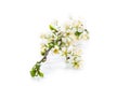 Branch with plum flowers isolated on a white background Royalty Free Stock Photo