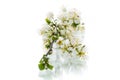 branch with plum flowers isolated on a white background Royalty Free Stock Photo