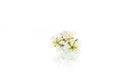 branch with plum flowers isolated on a white background Royalty Free Stock Photo