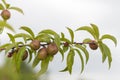 Branch of plum with fruit