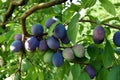 Branch of plum with plums that are maturing