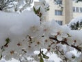 The branch of plum with snow near house Royalty Free Stock Photo
