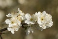 A branch of Plum tree flowers, Prunus domestica, growing in the wild. Royalty Free Stock Photo