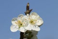 A branch of Plum tree flowers, Prunus domestica, growing in the wild in the UK. Royalty Free Stock Photo