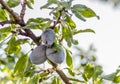 Branch Of Plum Tree With Fruit Close Royalty Free Stock Photo