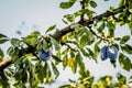 Branch Of Plum Tree With Fruit Close Royalty Free Stock Photo