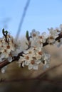 Plum tree blossoms Royalty Free Stock Photo