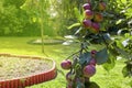 A branch of a plum tree with large plum fruits in a garden filled with sun. A bountiful harvest
