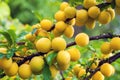 Branch of the plum tree with ripe yellow plums Royalty Free Stock Photo