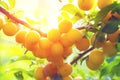 Branch of the plum tree with ripe yellow plums Royalty Free Stock Photo